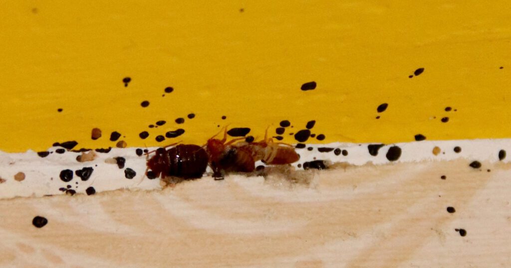 Why do bed bugs come?