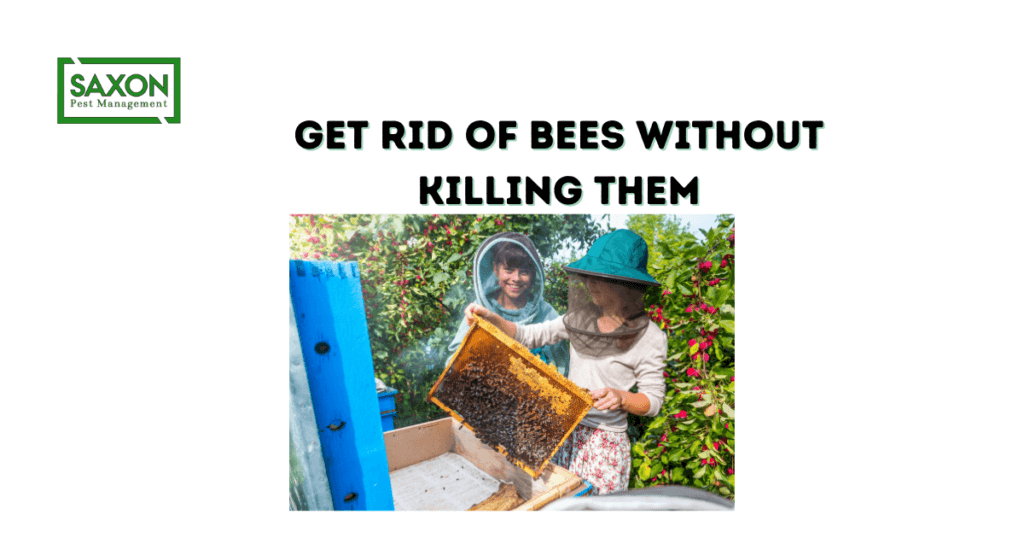 How to get rid of bees without killing them