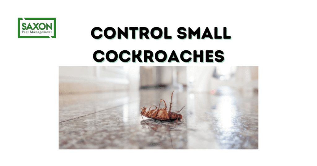 How to control small cockroaches in the kitchen