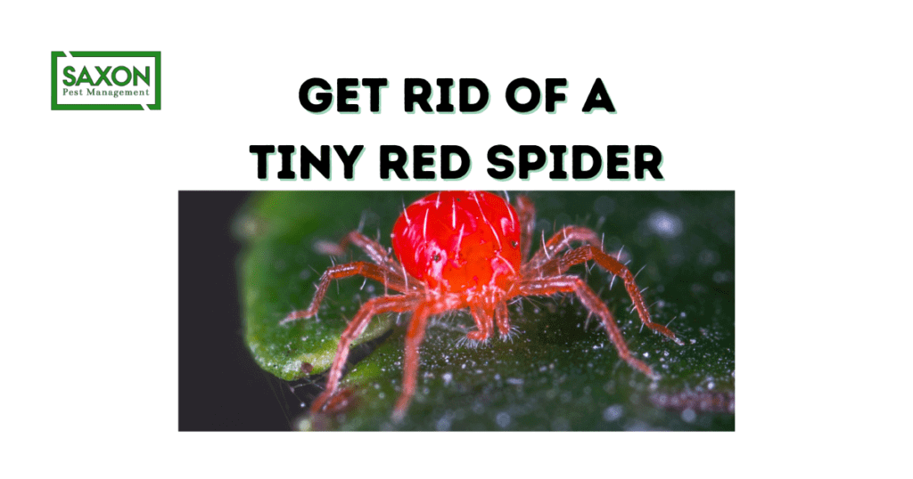 How do I get rid of a tiny red spider?