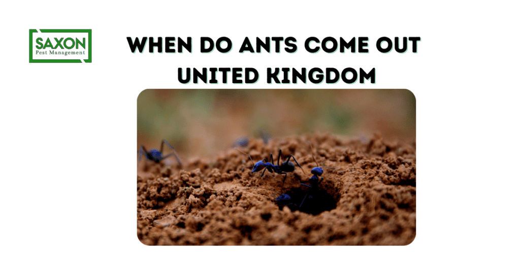when do ants come out in uk?