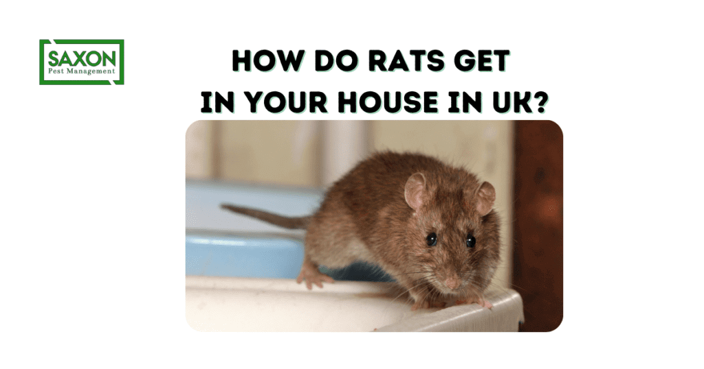 How do rats get in your house in UK?