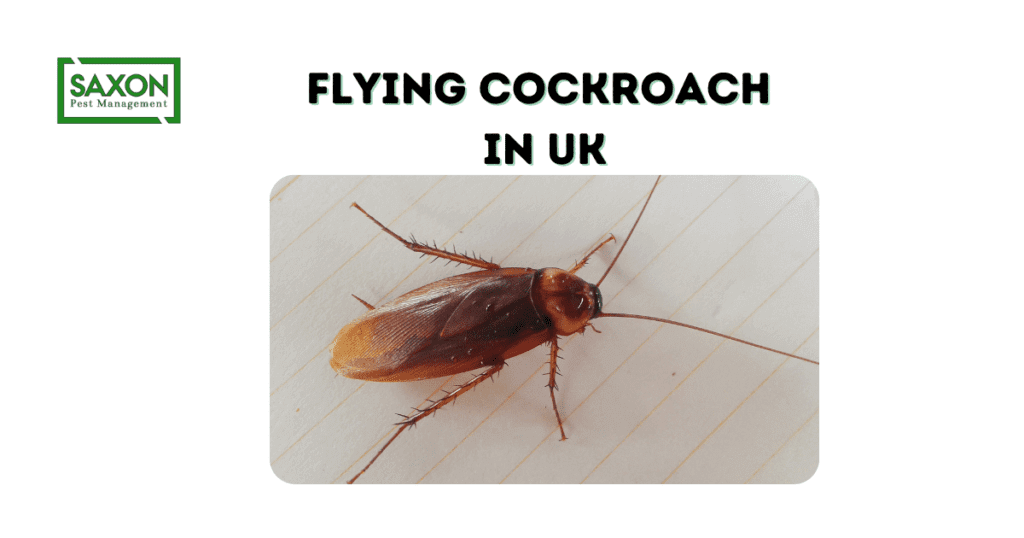 Flying cockroach uk