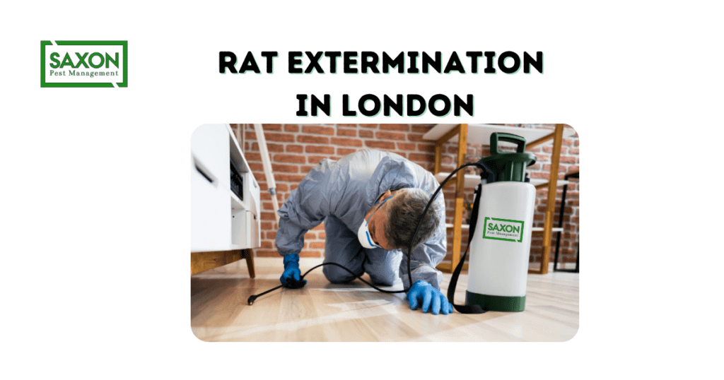 Rat Extermination in London