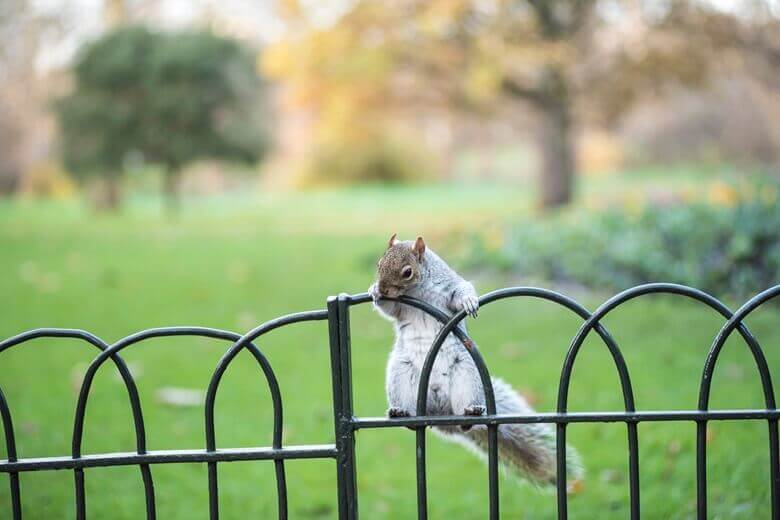 Squirrel control services London