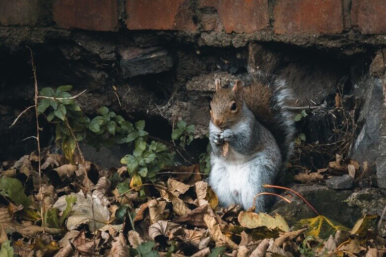 Squirrel control services London
