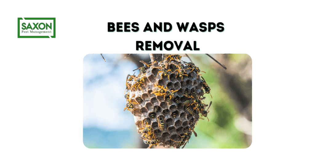 bees and wasps removal
