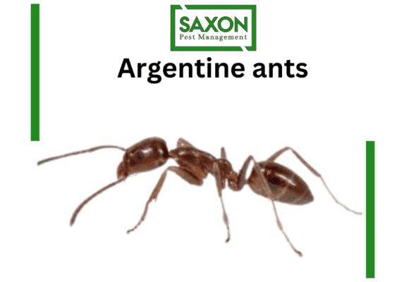 Ants control services in Ilford london