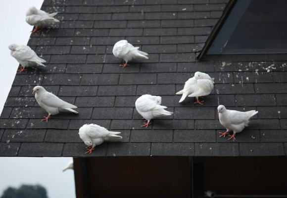 Bird control services London