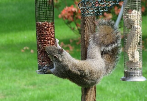Squirrel control services London