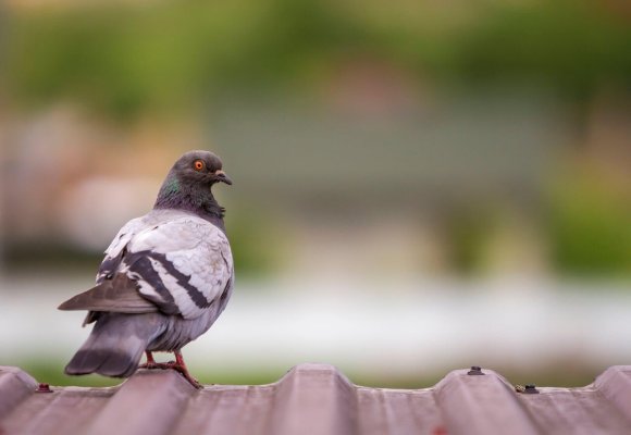 Bird control services Ilford, London