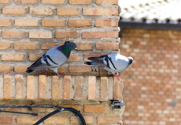 Bird control services Ilford, London