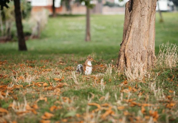 Squirrel control services Ilford, London