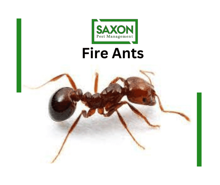 Ants control services in Ilford London