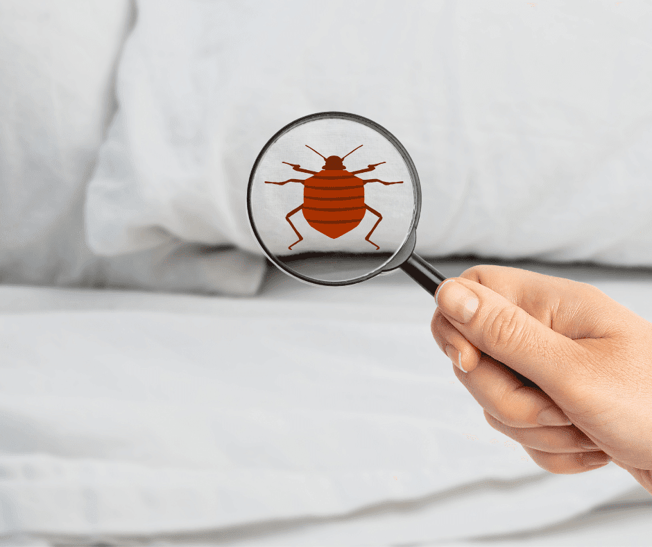 Why do bed bugs come?