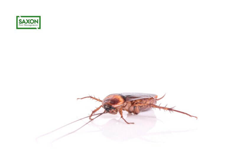 Cockroach Control services in Ilford London