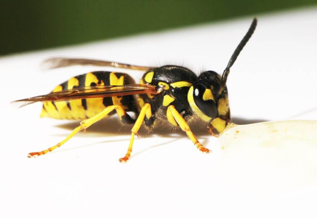 Bees and Wasps Control services in Ilford London