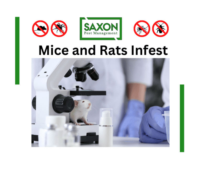 Mice & Rats Control services in llford London