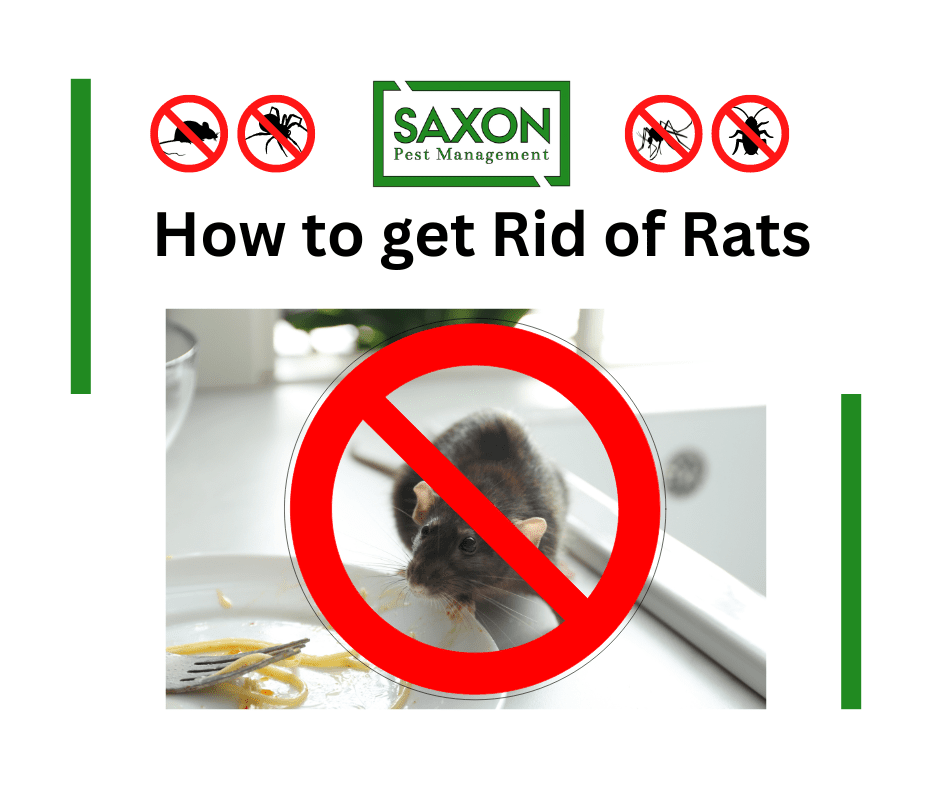Mice & Rats Control services in llford London