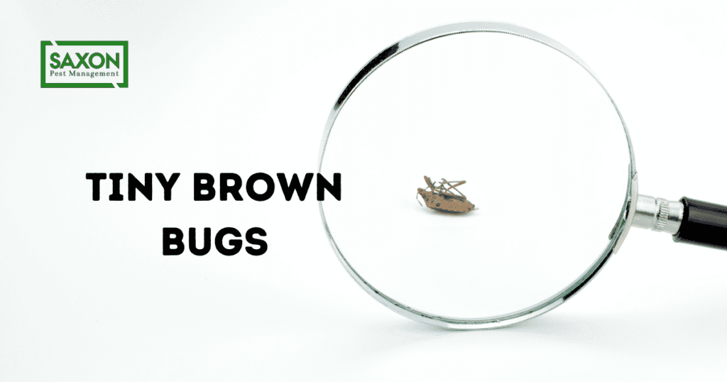 Tiny brown bugs