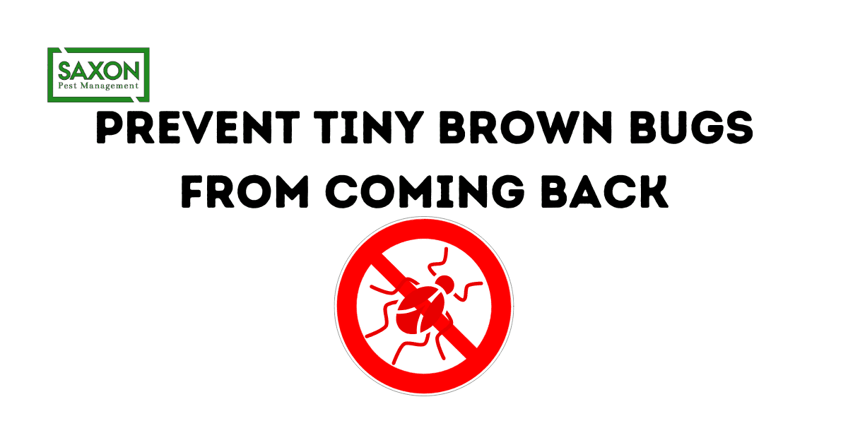 How to prevent tiny brown bugs from coming back
