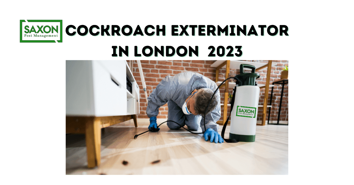 Cockroach exterminator in London 2013