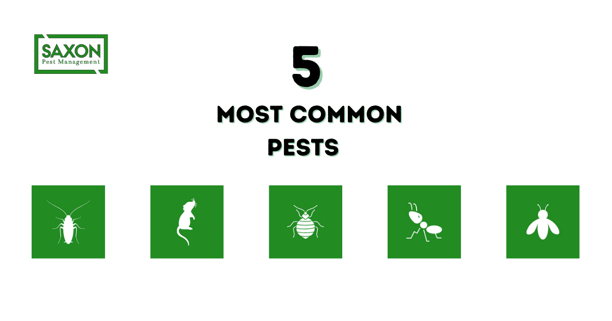 5 most common pests and how to remove them?