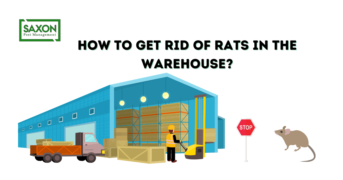 How to get rid of rats in the warehouse?
