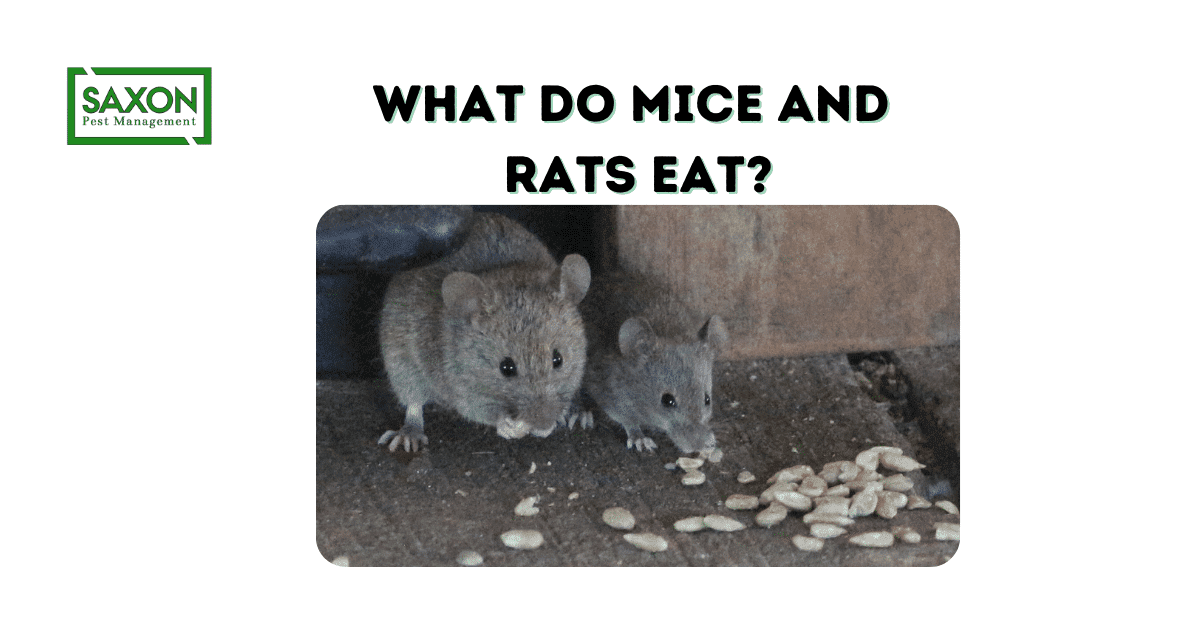 What do mice and rats eat?