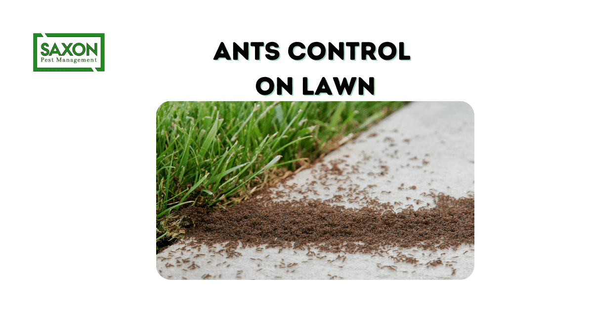 Ants control on lawn