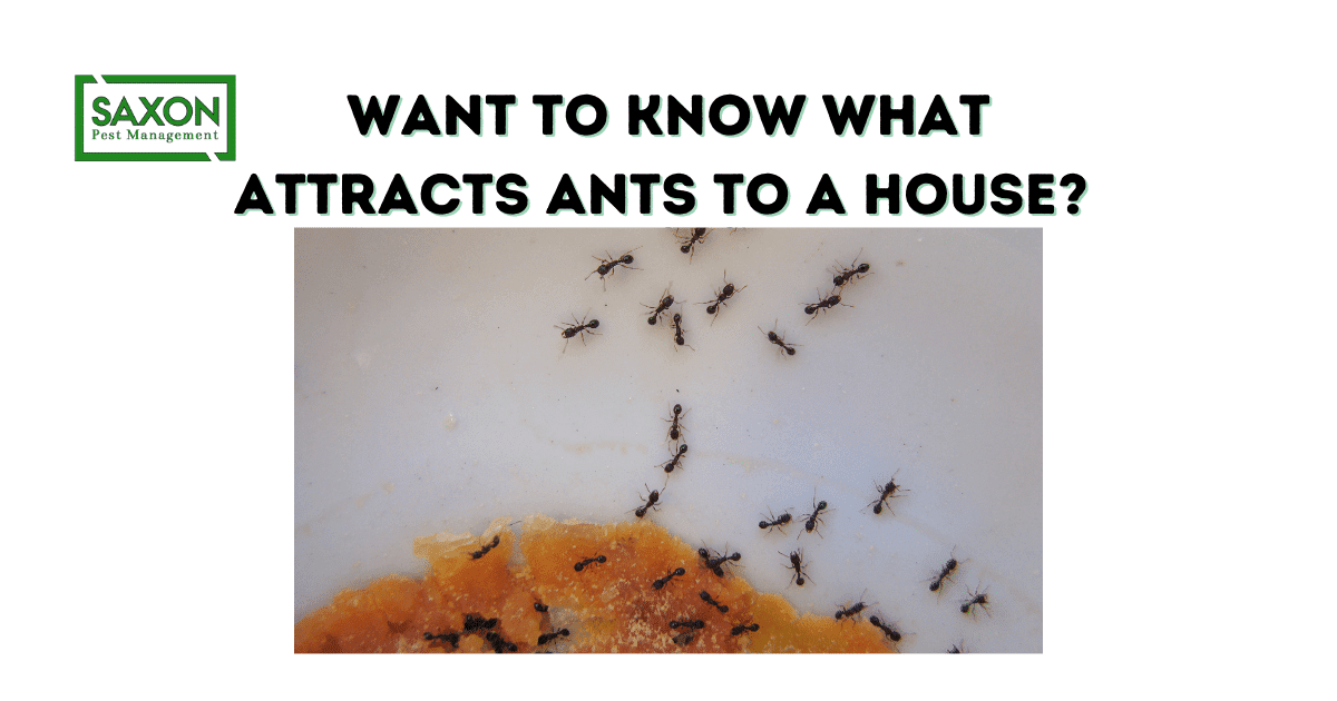 What attracts ants to a house?