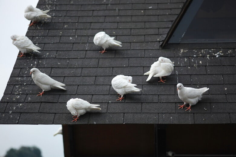 Bird control services London