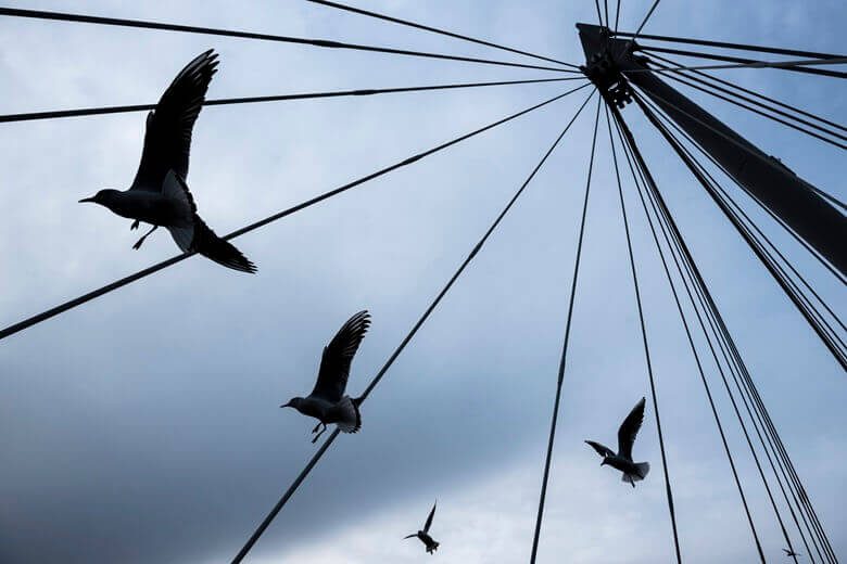 Bird control services London