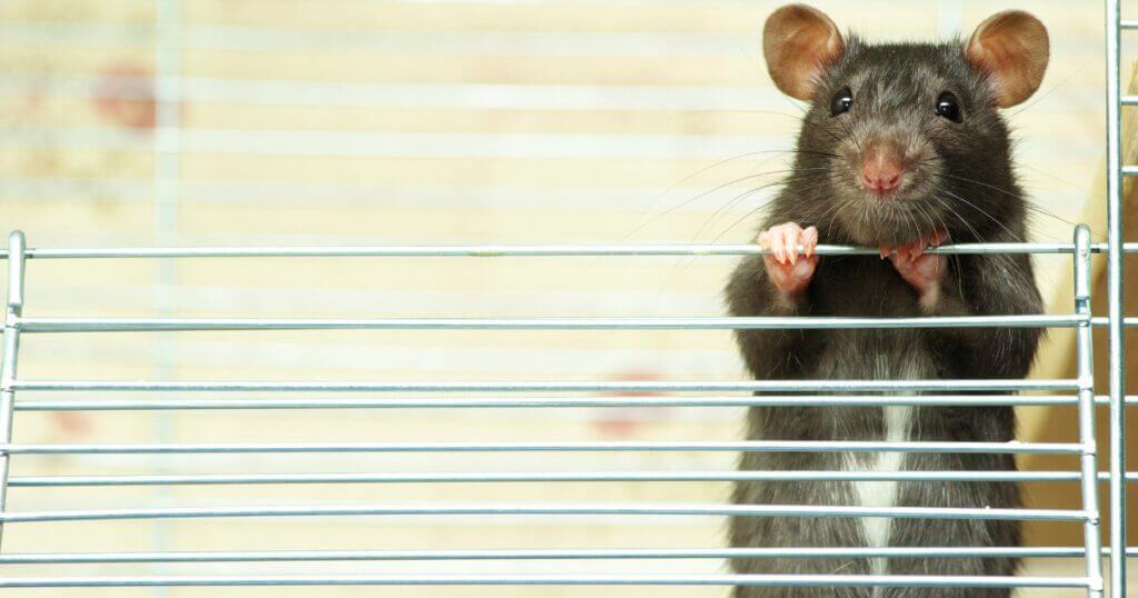 What are the control measures for rats?