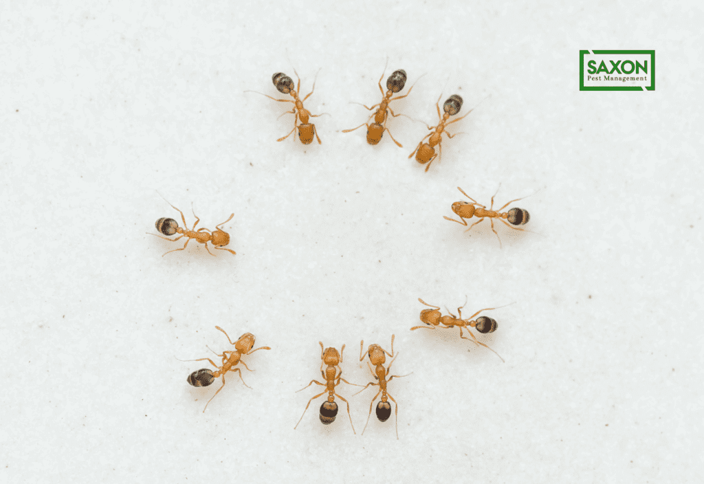 Ants control services in Ilford London