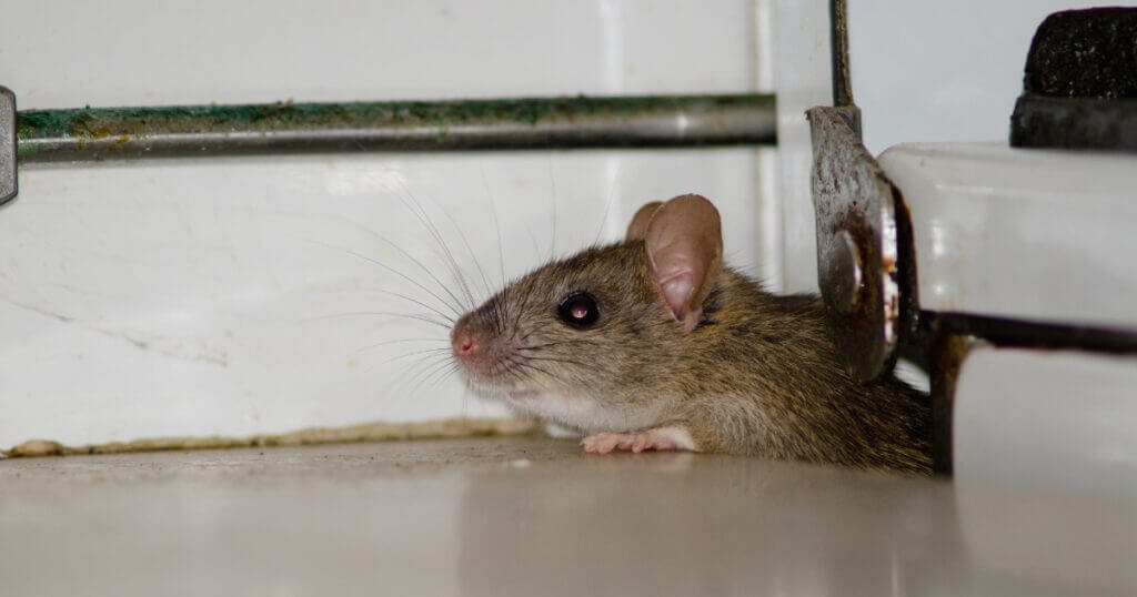What are the control measures for rats?