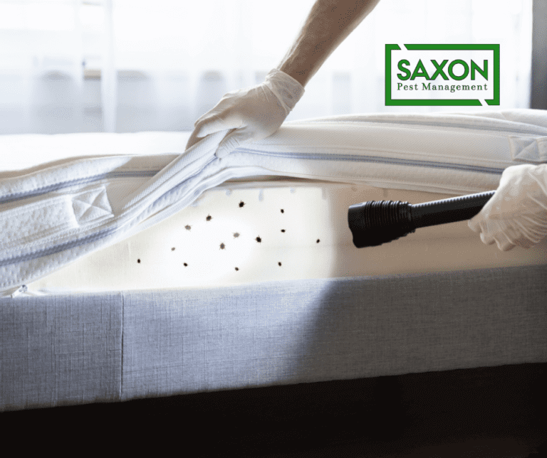 5 most common pests and how to remove them?