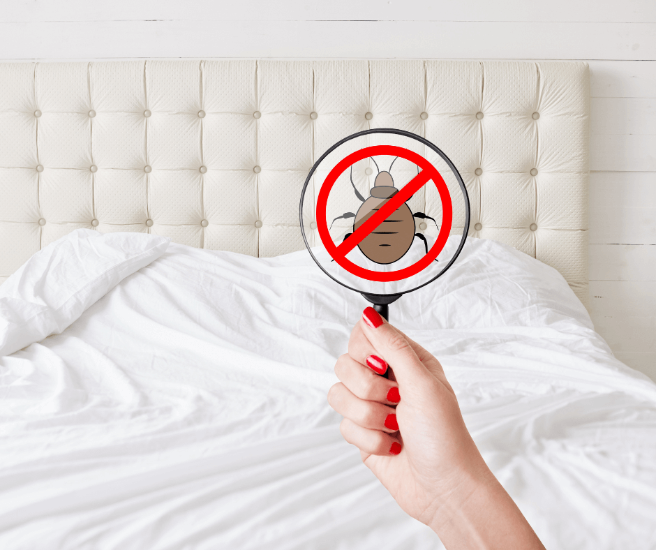 Bed bugs Control services in Ilford London