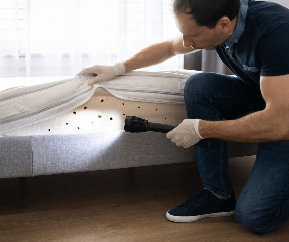 Bed bugs Control services near me