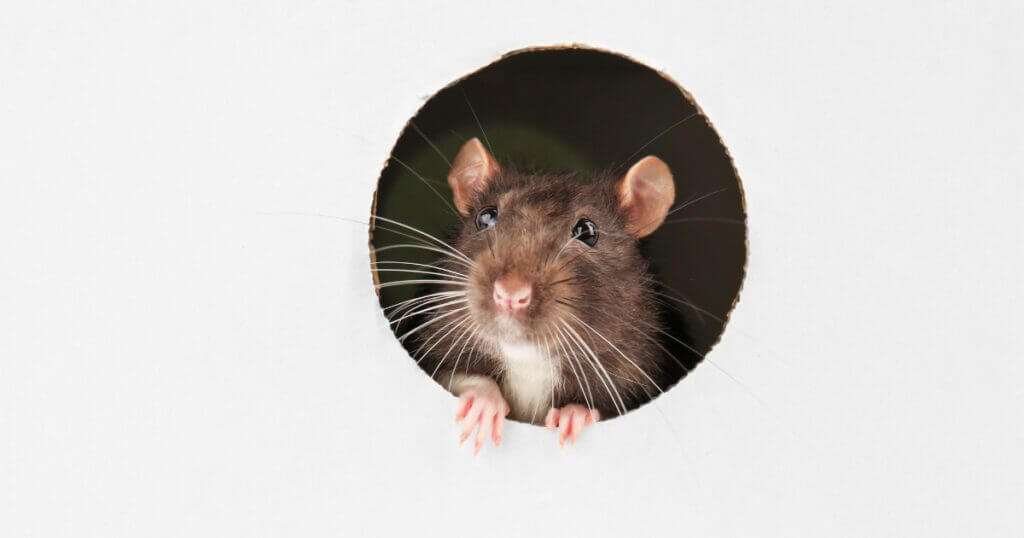 How to get rid of rats in the warehouse?