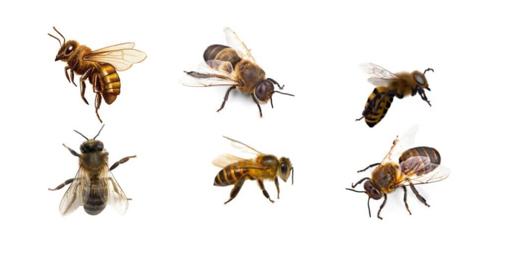 How to get rid of bees without killing them