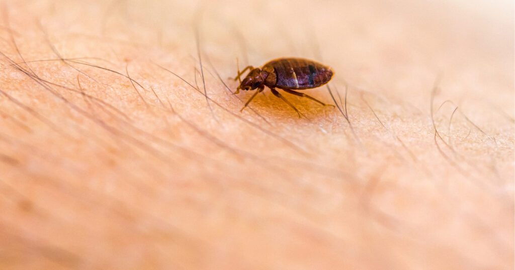 Why do bed bugs come?