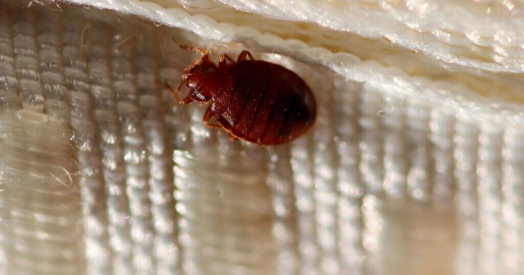 Why do bed bugs come?