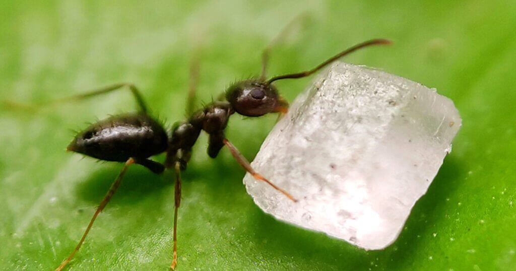 How to get rid of ants in the house quickly?