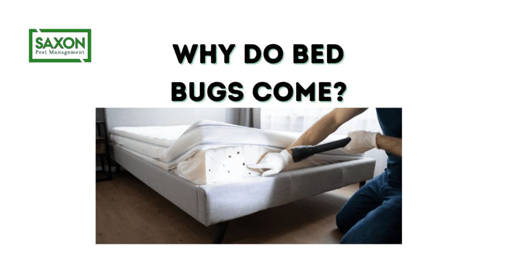 Why do bed bugs come?