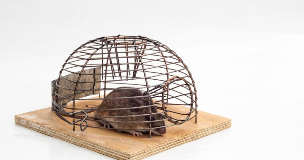 How to get rid of rats in the warehouse?