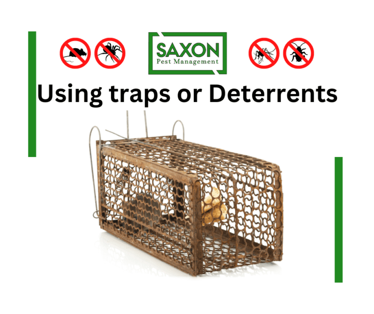 Mice & Rats Control services in llford London