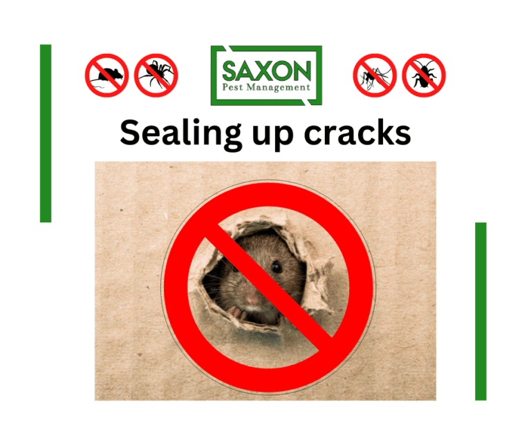 Mice & Rats Control services in llford London