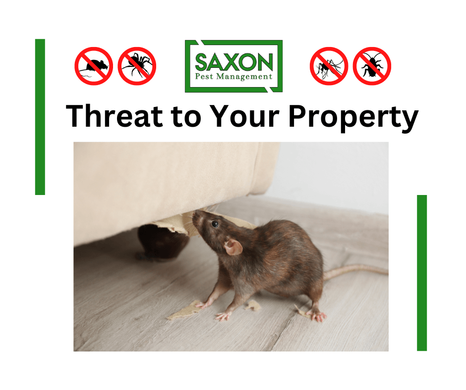 5 most common pests and how to remove them?