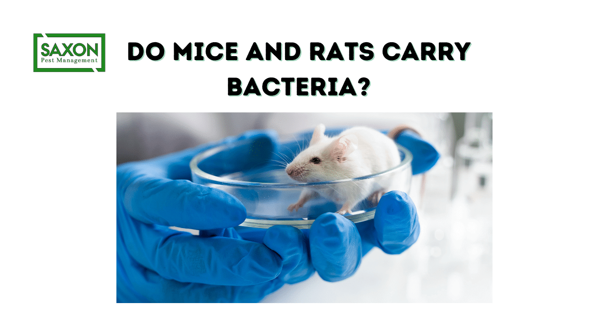 Do Mice and rats carry bacteria?